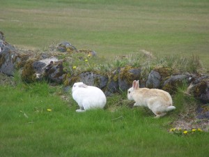 The Rabbits by the 10th green on the Golf Course of Kirkjuból in Sandgerði, Iceland. Photo: Golf 1