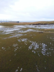 Klakaskemmdir á Hvaleyrinni