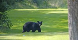 Bjössi á golfvelli